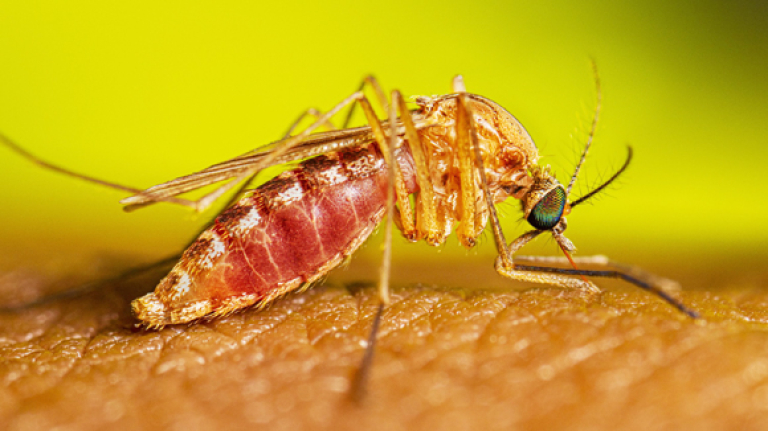 Summertime brings increase in insect bites