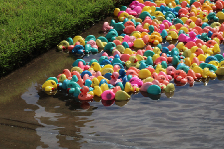 25 years and still swimming — let the Duck Race begin!