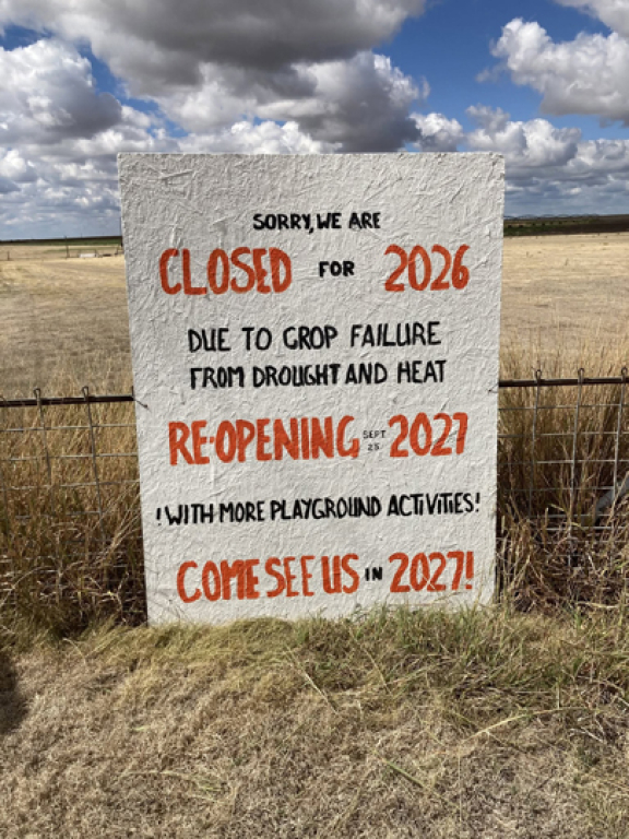 DROUGHT DECIMATES PUMPKIN PATCH