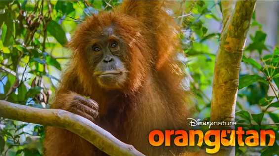 2026 Disneynature outing focuses on orangutans