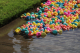 25 years and still swimming — let the Duck Race begin!