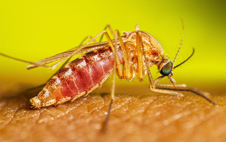 Summertime brings increase in insect bites