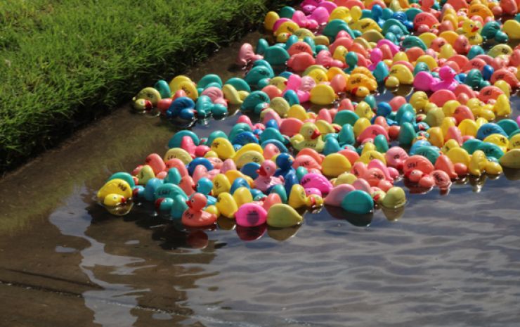 25 years and still swimming — let the Duck Race begin!