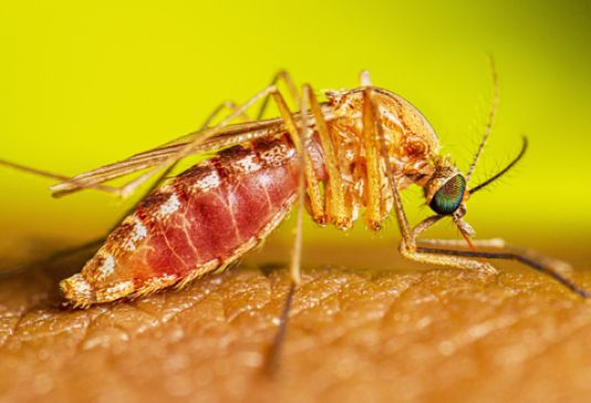 Summertime brings increase in insect bites